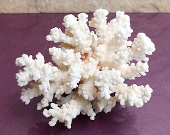Natural White Coral Tree: Coastal Decor (120x100x90 mm)