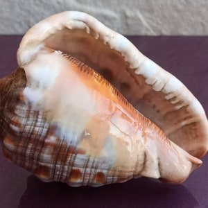 Bellissima conchiglia, conchiglia autentica, enorme conchiglia oceanica, tesoro di conchiglie marine, conchiglie naturali, conchiglia marina, decorazione di nozze