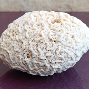 White Coral, Large Coral Tree, Coral Reef Decor, Natural White Coral Tree, White Coral Reef, Natural Sea Coral
