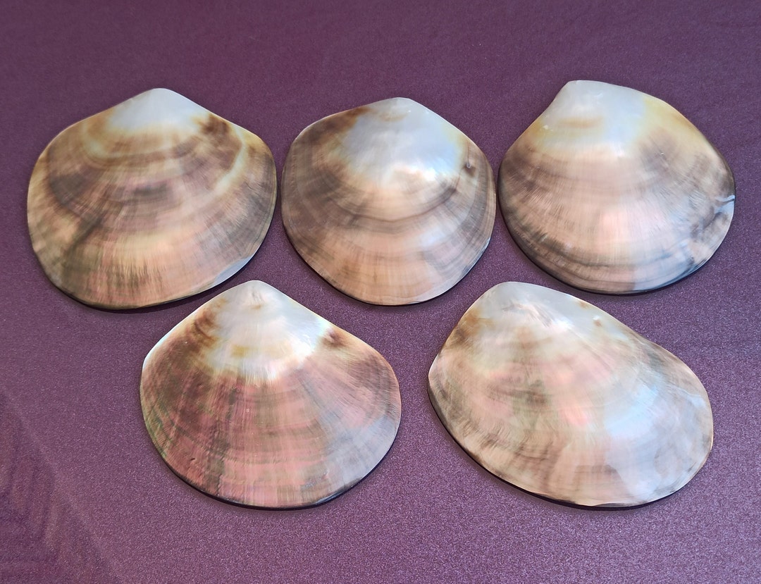 黒蝶貝ネックレス 9-12mm black lipped oyster レディース