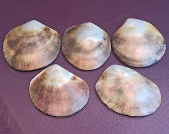 Shell Pinctada Margaritifera, Pearl shell, Lipped Mother of Pearl, Madre Perla Labiada, Pinctada Margaritifera, Black Lipped Pearl Oyster