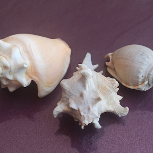 Set di 3 conchiglie marine naturali, bellissima conchiglia, conchiglia, enorme conchiglia oceanica, tesoro di conchiglie marine, conchiglie naturali, conchiglia marina, decorazione di nozze