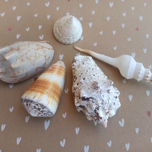 May include: Five seashells of different shapes and sizes, including a cone-shaped shell with brown and white stripes, a white shell with a long, pointed tip, and a white shell with a spiral pattern.