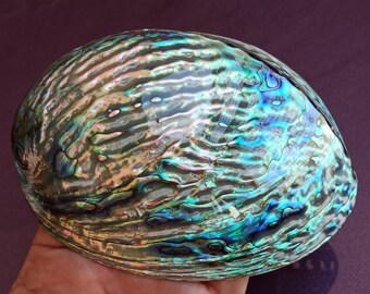 大きな真珠貝のアワビの貝殻：虹色に輝く海の宝 - Etsy 日本