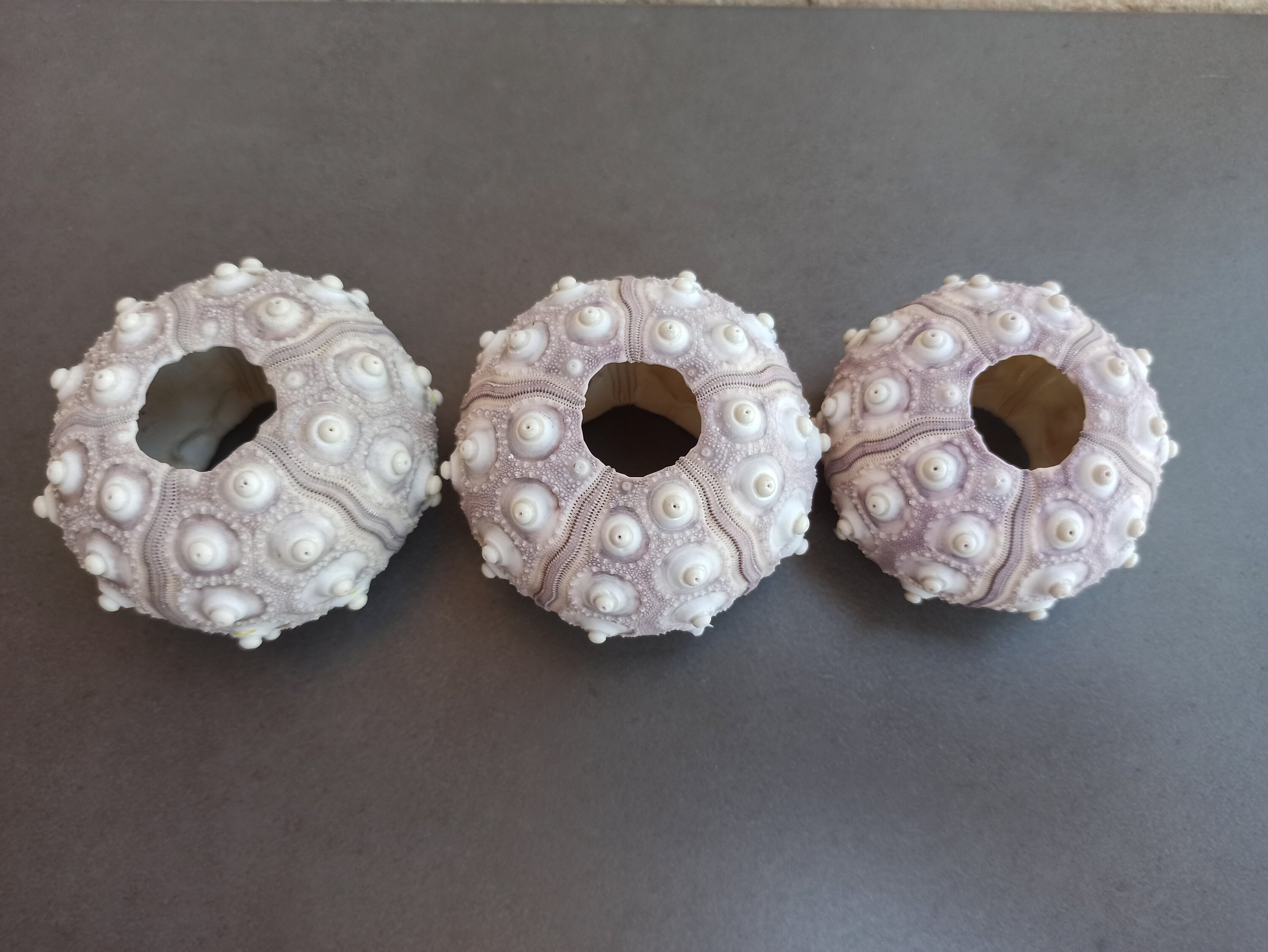 Sea Urchin, Purple Sea Urchin, Big Sea Urchin, Sea Urchin Shell