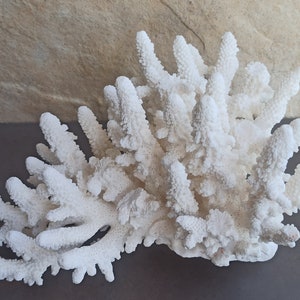 1090g Large White Coral, Natural White Coral Tree, Large Coral Tree, Coral Reef Decor, White Coral Reef, Natural Sea Coral