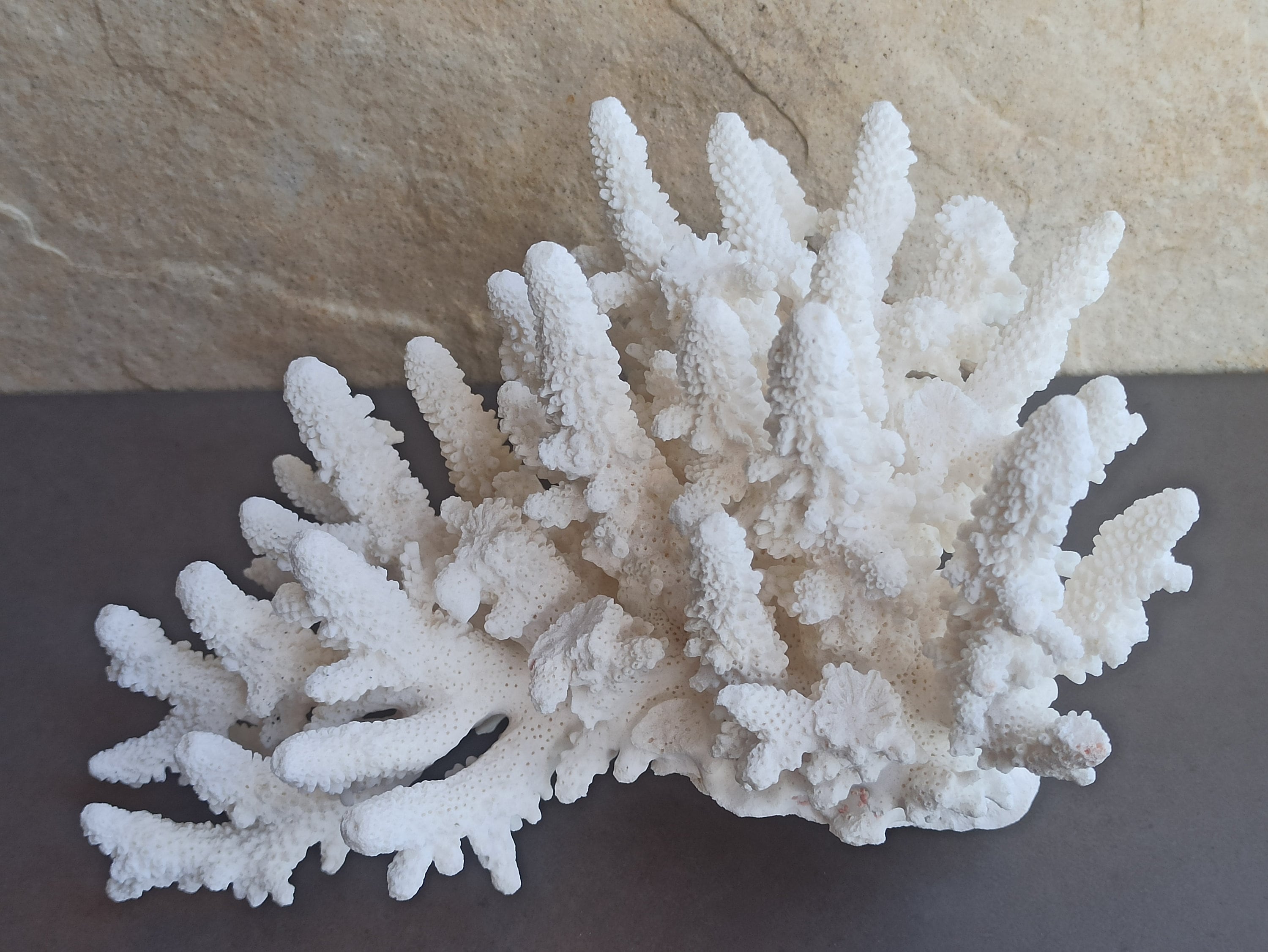 Large 9.5 Natural White Coral Reef Specimen 5.6 lbs