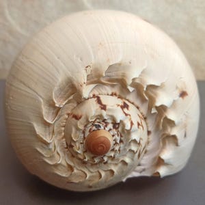 Op de afbeelding: Close-up van een grote, crèmekleurige zeeschelp met een spiraalpatroon. De schelp heeft een textuur met bruine markeringen en een klein, afgerond centrum. De randen van de schelp zijn licht gekreukeld.