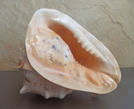 タカラガイ、貝殻 Yahoo!オークション - タカラガイ セット 引退品 宝貝 貝殻 標本