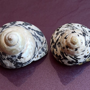 Rara conchiglia di madreperla, bellissima conchiglia, tesoro marino, conchiglia rotonda, conchiglia marina rotonda, conchiglia autentica, conchiglia naturale dell'oceano