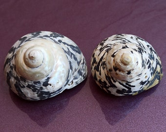 Rare Mother of Pearl Shell, Beautiful Shell, Sea Treasure, Round Shell, Round Sea Shell, Genuine Shell, Natural Ocean Seashell