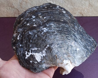 Pinctada Margaritifera, Pearl Shell, Lipped Mother of Pearl