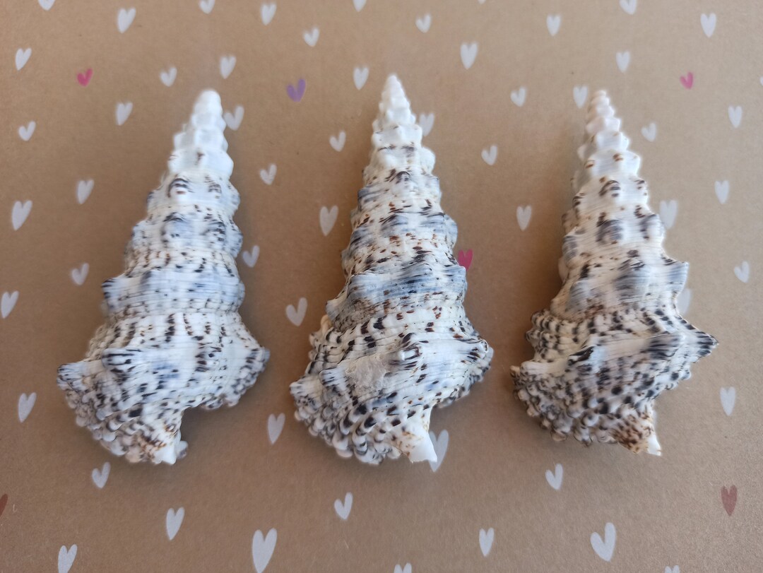 Set of 3 Natural Shells, Clock Snail, Bell Conch Craft Shell, Large ...