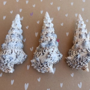 Puede incluir: Tres conchas blancas y marrones con forma de espiral. Las conchas tienen una superficie texturizada y están dispuestas en fila.