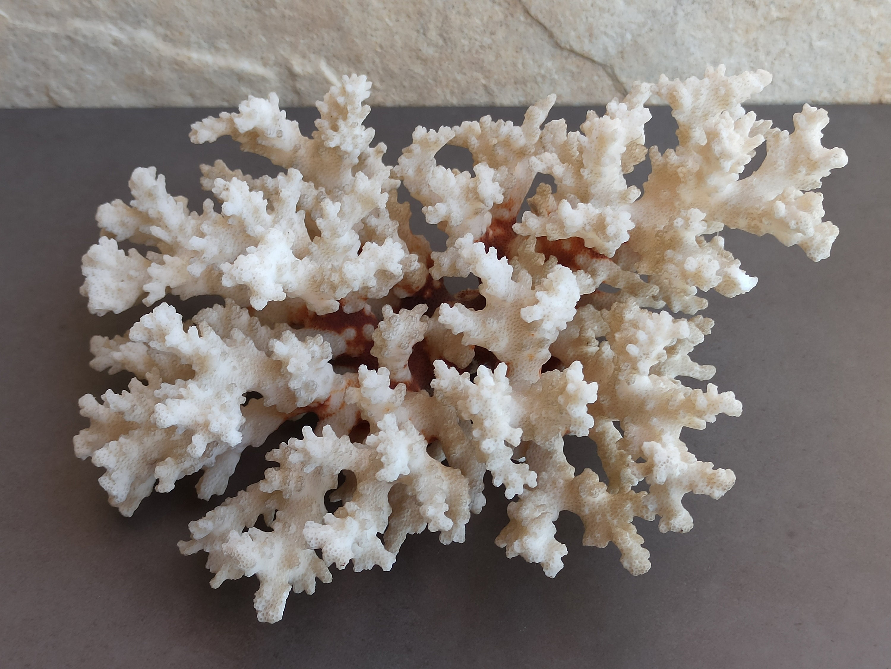 Natural White Coral Tree, White Coral, Coral Tree, Coral Reef