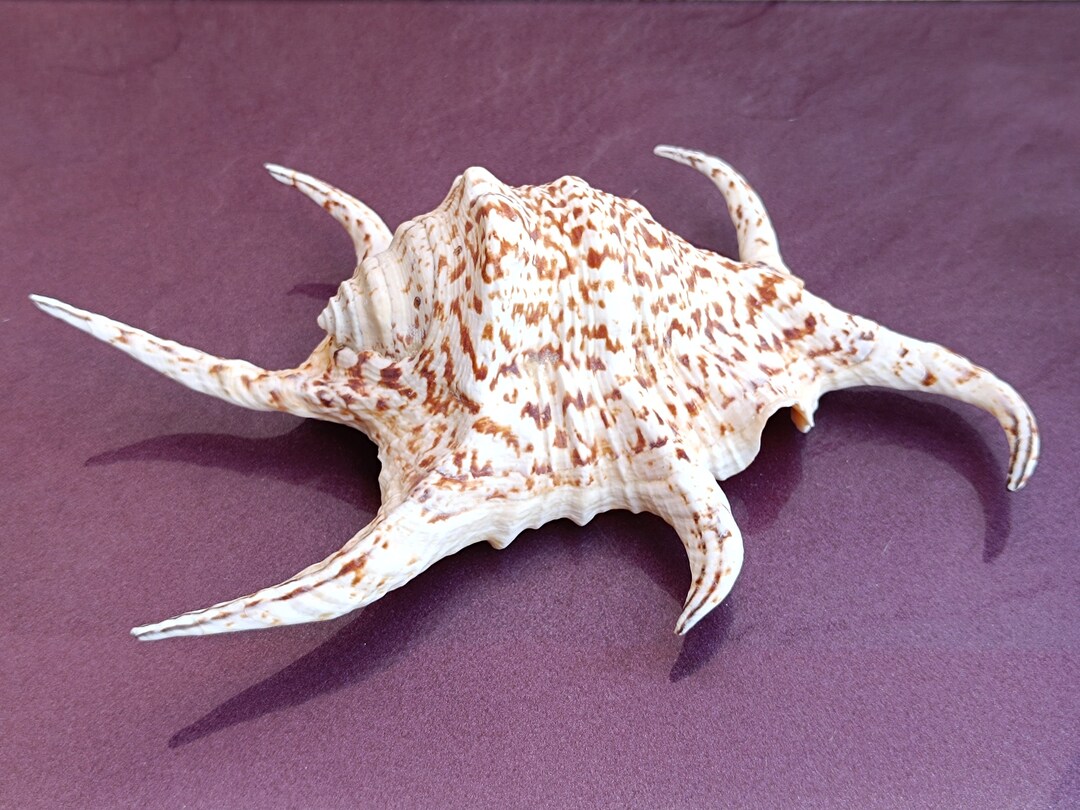 Large Common Lambis Shell: Natural Seashell Treasure, Wedding ...