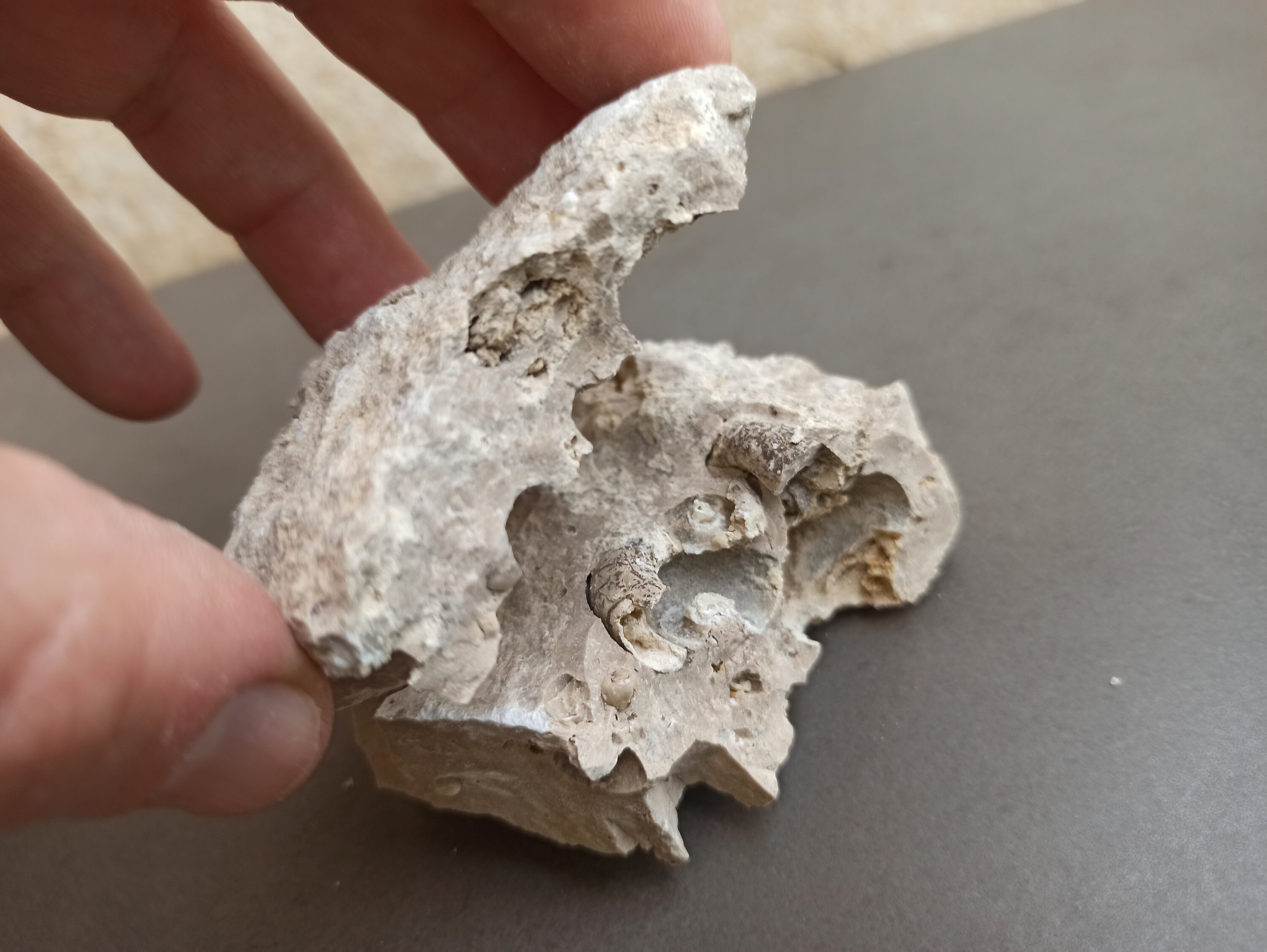 Ancient Shells in Stone Ancient Spanish FOSSIL Ancient Etsy