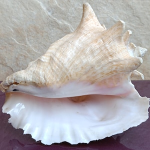 Große natürliche Krabbenmuschel: Ocean Treasure, Nautisches Dekor (20x16x14 cm, 870g.)