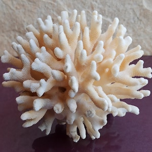 Wedding Decoration, White Coral, Natural White Coral Tree, Large Coral Tree, Coral Reef Decor, White Coral Reef, Natural Sea Coral