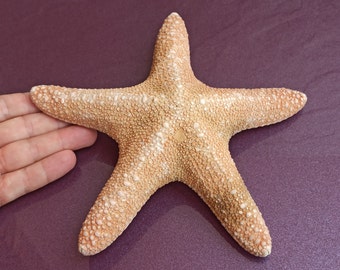Large Natural Starfish: Unique Ocean Decor (19x19x4 cm)
