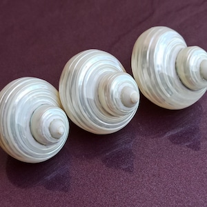 Set di 3 conchiglie rotonde carine, conchiglia marina rotonda rara, grande conchiglia rotonda, bella conchiglia, tesoro marino, conchiglia naturale, decorazione di nozze