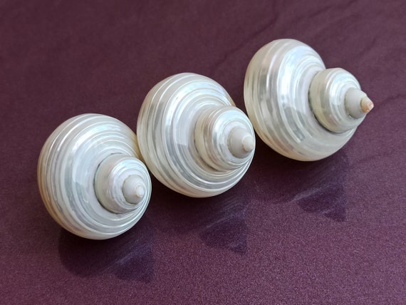 丸い貝殻3個セット：珍しい海の宝物、航海用装飾品（65x58x46 mm 