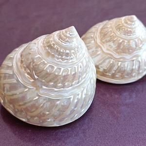 May include: Two pearlescent, spiral-shaped seashells with a glossy finish. The shells have a cream and white color scheme, with a textured surface. The shells are displayed on a purple background.