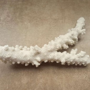 Large Coral, Natural White Coral Tree, White Coral, Natural Coral Sea, Large White Coral Tree, Coral Reef Decoration, Reef Decor, Real Coral