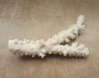 Large Natural White Coral Branch, Reef Decor