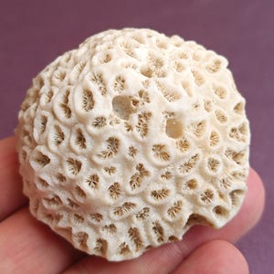 Genuine White Coral, Natural White Coral Sea, Large White Coral Tree, Wedding Decoration, Seashells Decoration, Coral Reef Home Decoration