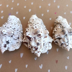 Natural Seashell Set: Cone Shell, Clock Snail, Bell Conch