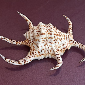 Grande enorme bella conchiglia, grande conchiglia, enorme conchiglia oceanica, tesoro di conchiglie marine, conchiglie naturali, decorazione di conchiglie marine, decorazione di nozze