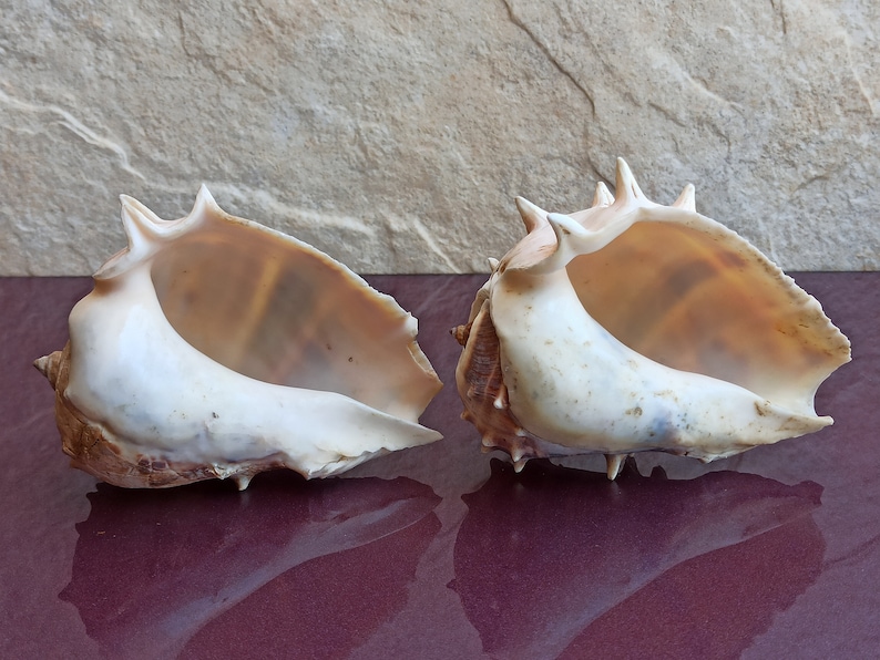 Large Natural Seashell: Ocean Shell Treasure, Wedding Decor - Etsy