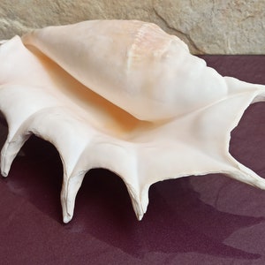 Grande enorme bellissima conchiglia, grande conchiglia, enorme conchiglia oceanica, tesoro di conchiglie marine, conchiglie naturali, decorazione di conchiglie marine, decorazione di nozze
