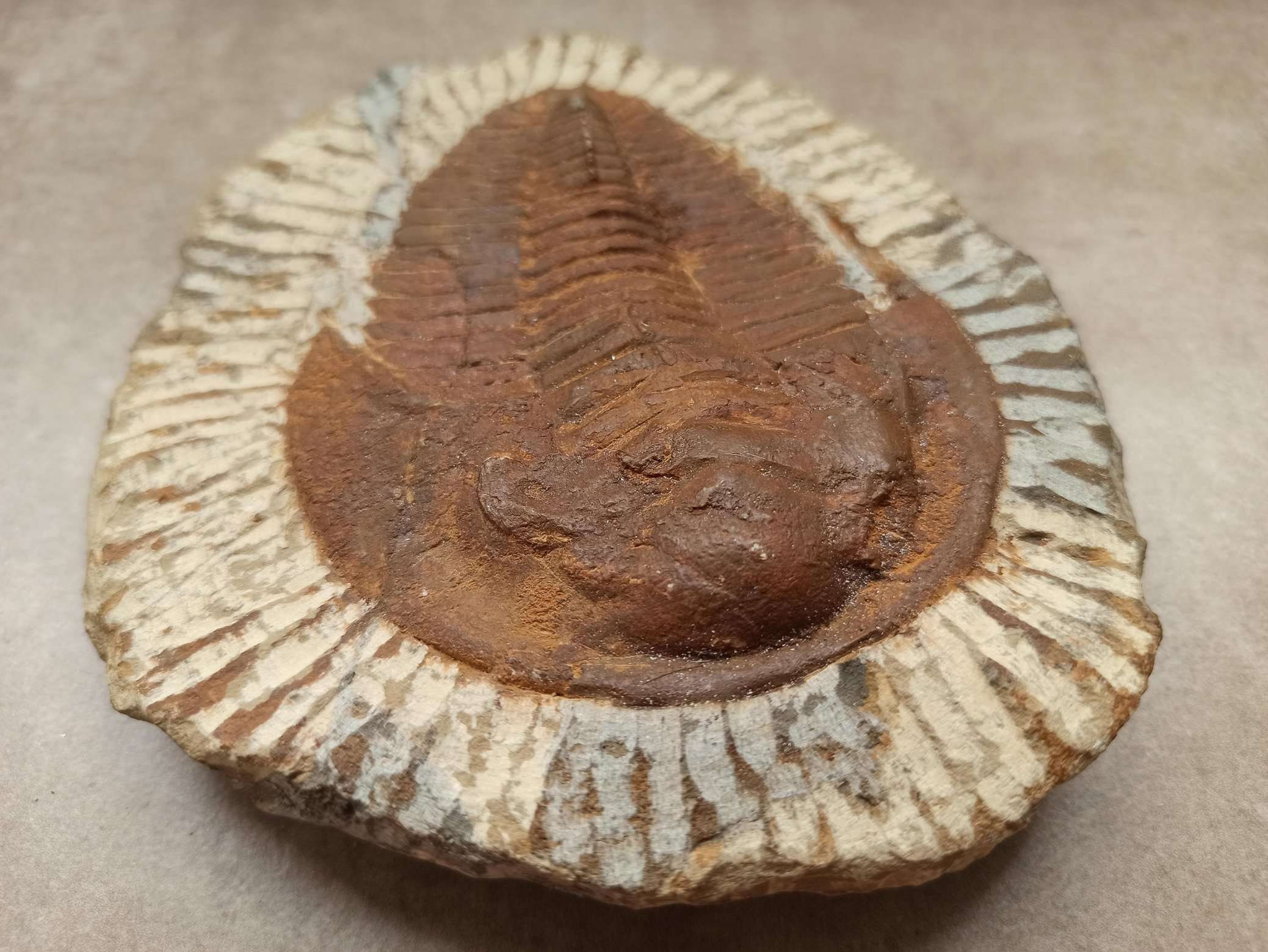 モロッコ化石コレクション 巨大なモロッコの三葉虫の化石、パラドキシダエ（マトリックス