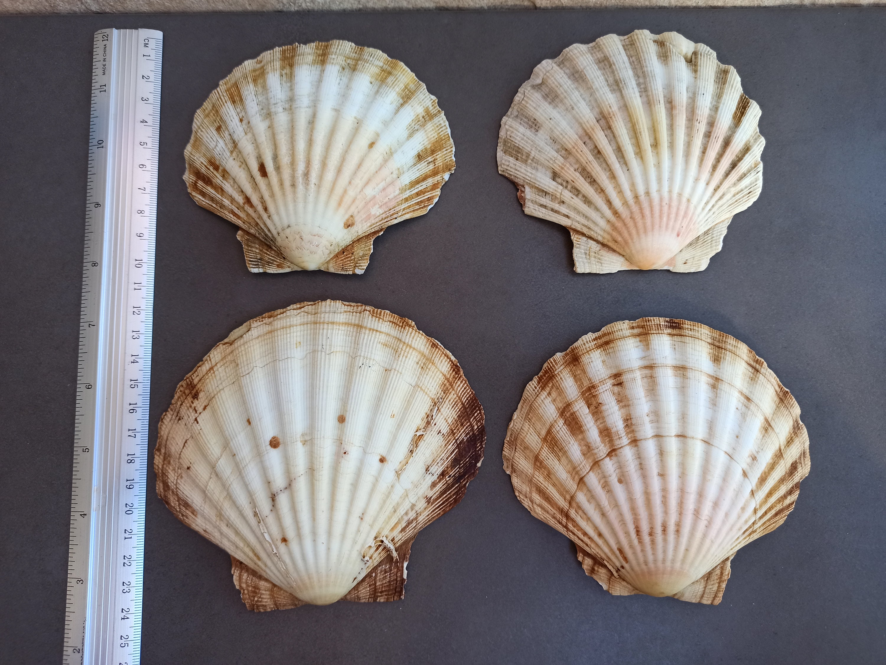 海の貝殻セット、ナチュラルな航海装飾、クラフト用品 - Etsy 日本