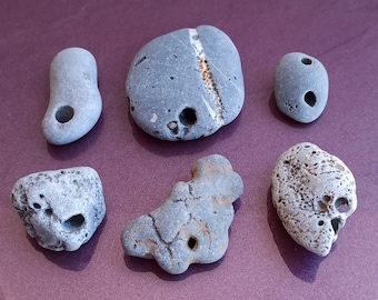 古代の貝 大型化石貝、1億年前、古代の貝、化石ハマグリ、100%本物の標本