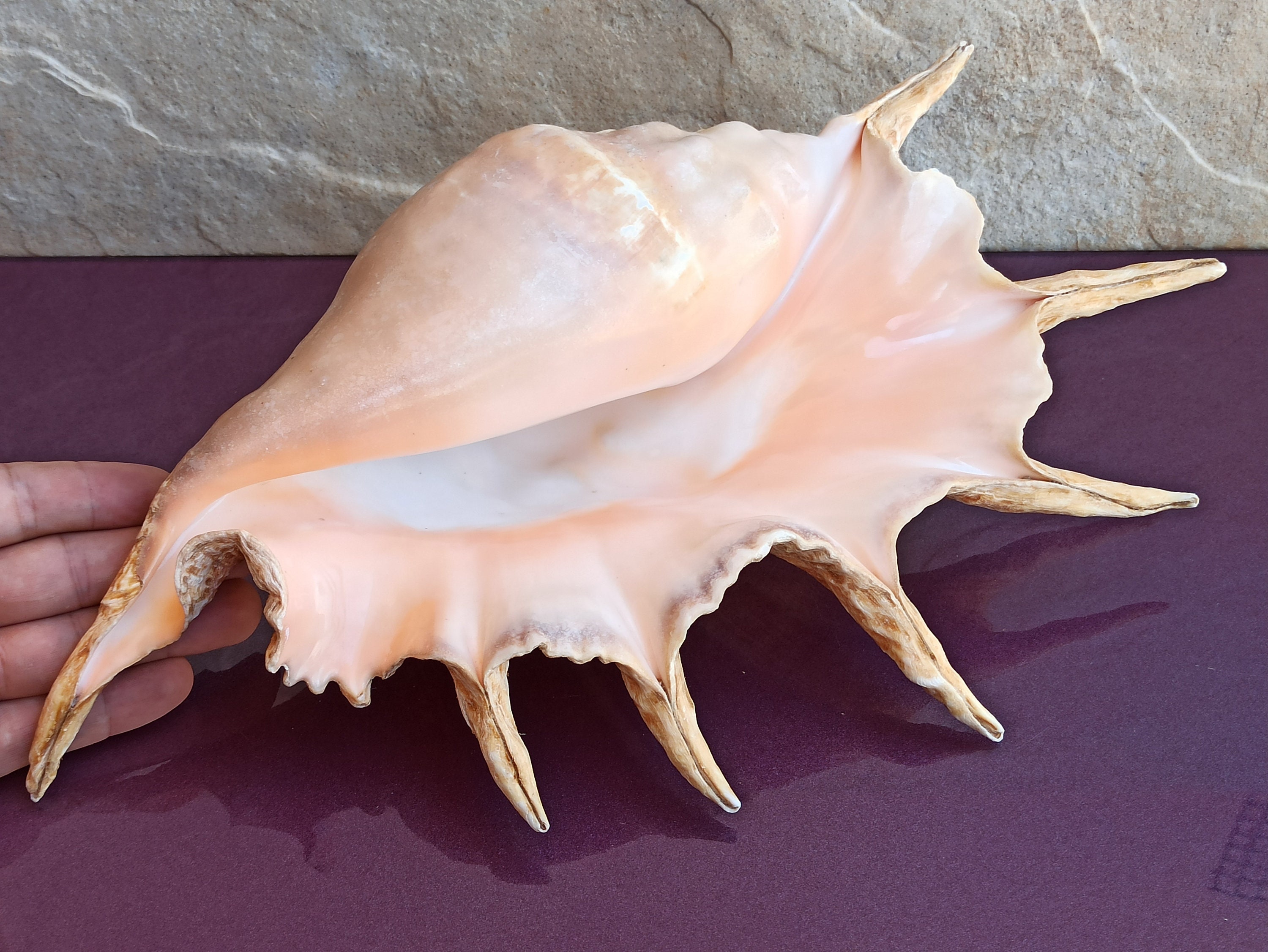 Large Common Lambis Seashell: Natural Ocean Shell Treasure