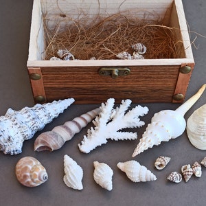 Conjunto de conchas do mar em caixa de madeira, concha do oceano, coral, tesouro de concha, conchas naturais, decoração de conchas, pedra do deus da galinha, pedra dos desejos