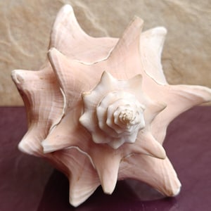 Conchiglia grande e bella, conchiglia di granchio, enorme conchiglia oceanica, tesoro di conchiglie, conchiglie naturali, conchiglia, decorazione per matrimoni