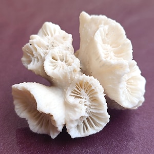 White Coral, Genuine White Coral Sea, Large White Coral Tree, Wedding Decoration, Seashells Decoration, Coral Reef Home Decoration