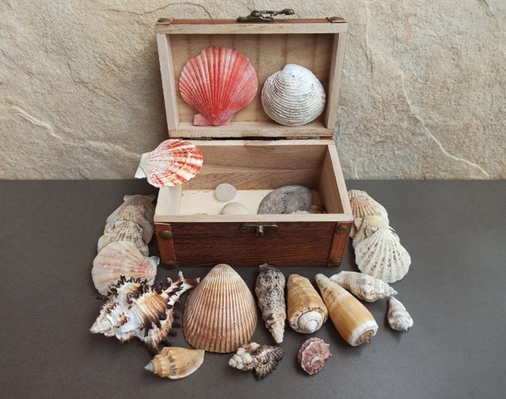 木箱入り貝殻コレクション：天然の海の貝殻、ビーチの装飾 - Etsy 日本