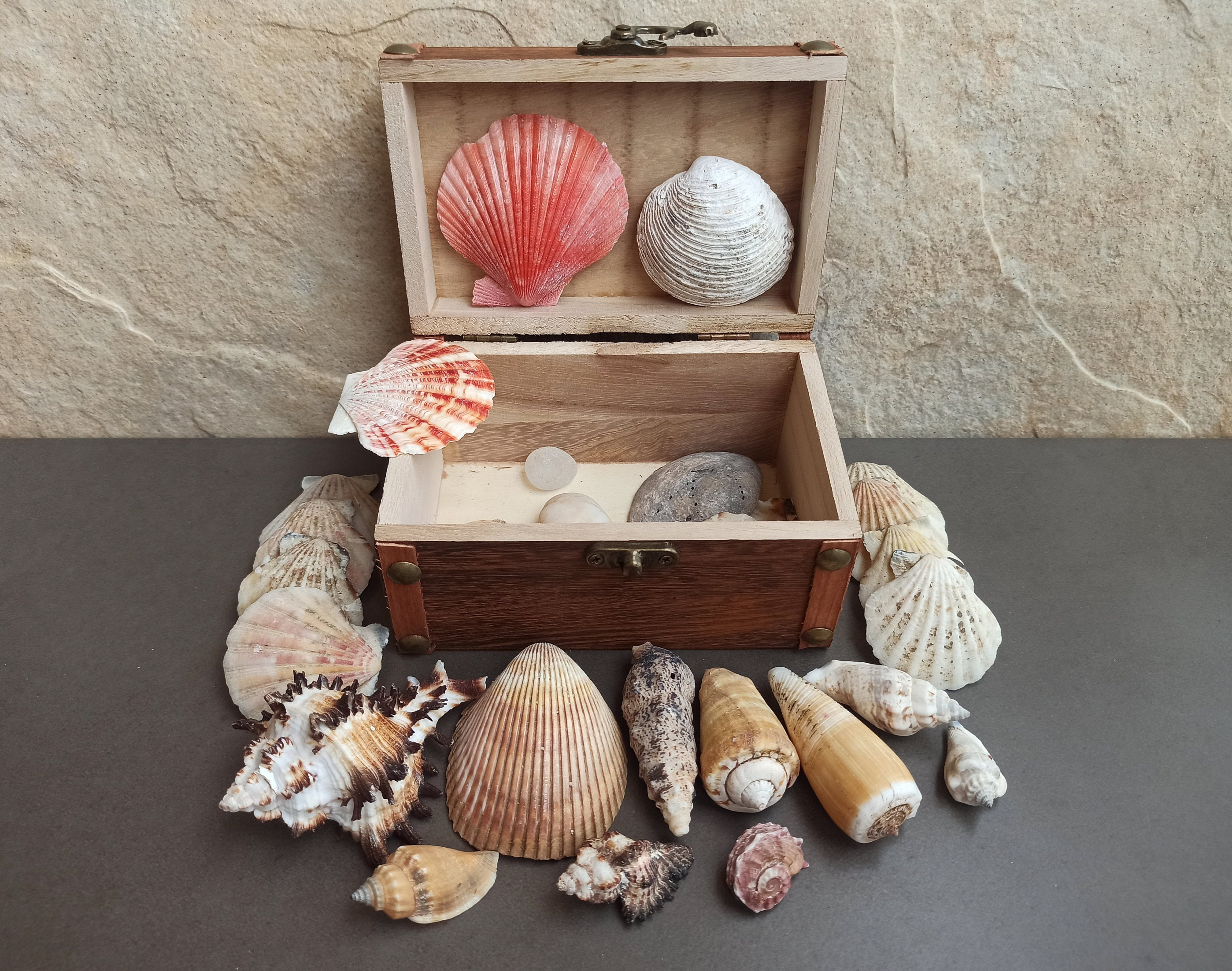 貝殻×70個 木箱入り貝殻コレクション：天然の海の貝殻、ビーチの装飾 - Etsy 日本