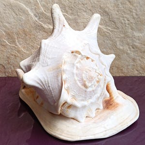 Cassis Cornuta Bellissima Conchiglia, Conchiglia di Granchio, Enorme Conchiglia Oceanica, Conchiglie Naturali, Conchiglia Marina, Decorazione per Matrimoni