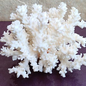 White Coral, Coral Tree, Coral Reef Decor, Natural White Coral Tree, White Coral Reef, Natural Sea Coral
