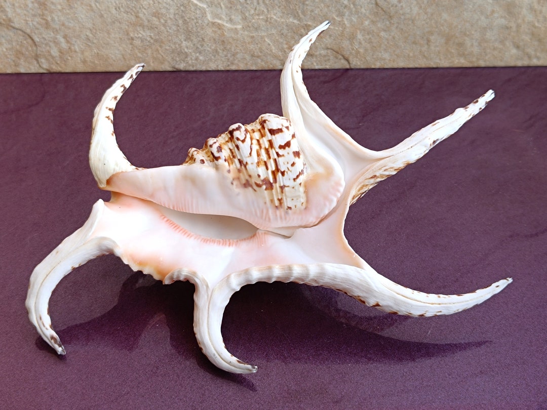 Common Lambis Big Shell, Huge Ocean Shell, Sea Shell Treasure, Natural ...