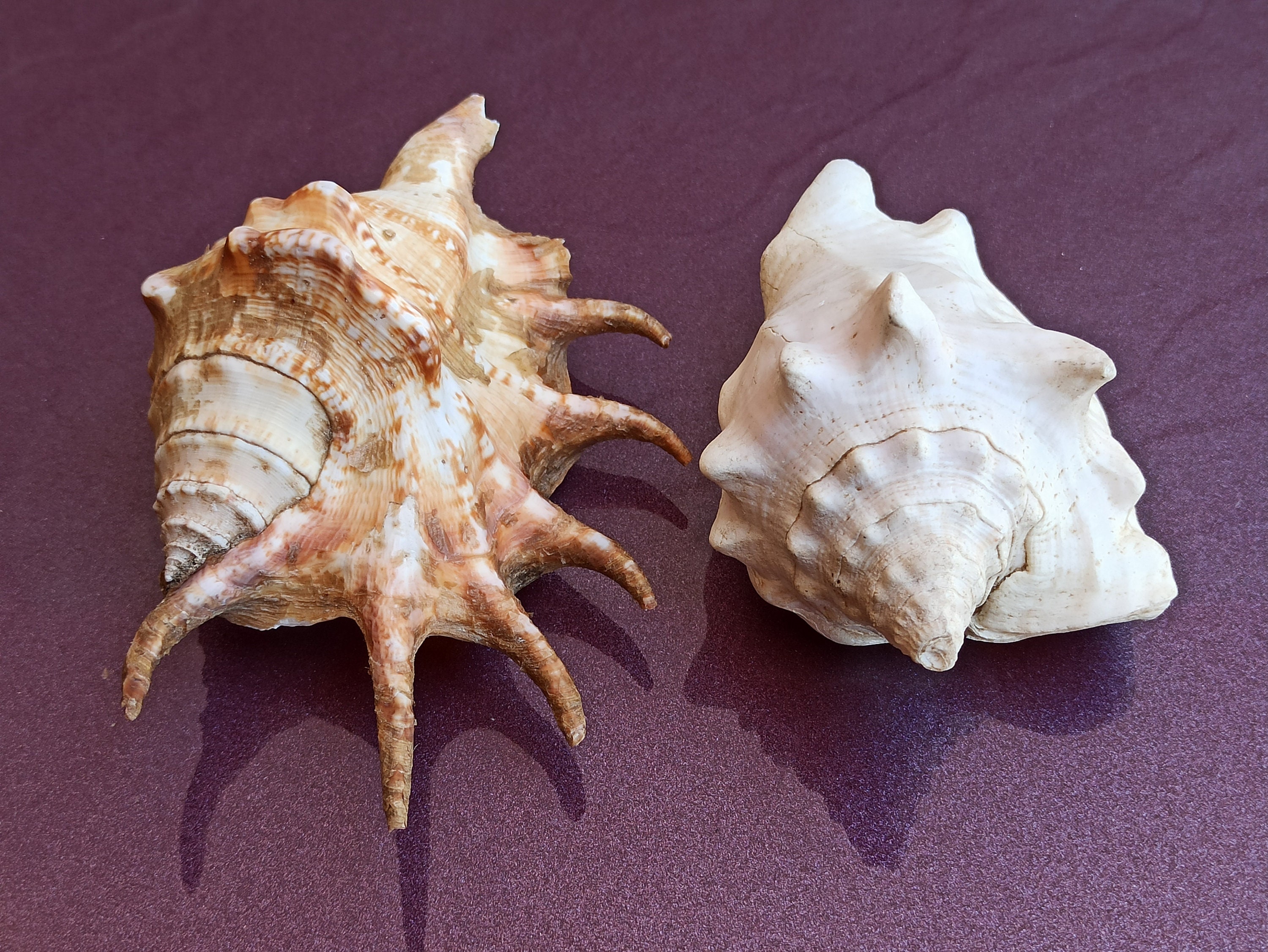 Sea Shell Set Natural Sea Shell Set: Large Ocean Shells, Nautical Decor - Etsy