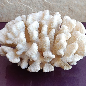 Natural White Coral Tree, White Coral, Coral Tree, Coral Reef Decor, White Coral Reef, Natural Sea Coral