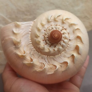 Enorme conchiglia a strisce, grande conchiglia naturale dell'oceano, grande conchiglia tigre, conchiglia della tigre, conchiglia grande, conchiglia a strisce beige