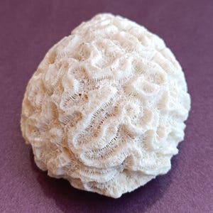 Genuine White Coral, Natural White Coral Sea, Large White Coral Tree, Wedding Decoration, Seashells Decoration, Coral Reef Home Decoration
